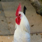 c_t_0193-standard.jpg