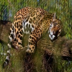 c_t_0291-standard.jpg