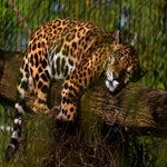 c_t_0292-standard.jpg
