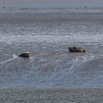 c_t_0308-standard.jpg