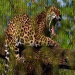 c_t_0327-standard.jpg