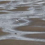 c_t_0328-standard.jpg