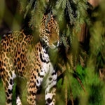 c_t_0341-standard.jpg