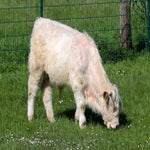 c_t_0342-standard.jpg