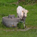 c_t_0354-standard.jpg