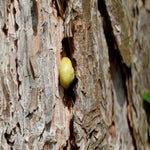 c_t_0367-standard.jpg