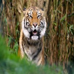 c_t_0397-standard.jpg