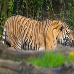 c_t_0415-standard.jpg