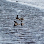 c_t_0429-standard.jpg