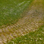 c_t_0431-standard.jpg