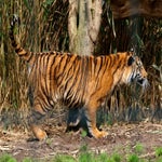 c_t_0435-standard.jpg