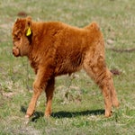 c_t_0464-standard.jpg