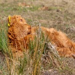 c_t_0497-standard.jpg