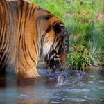 c_t_0525-standard.jpg
