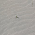 c_t_0535-standard.jpg