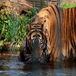 c_t_0544-standard.jpg