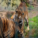c_t_0561-standard.jpg