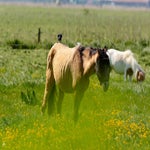 c_t_0575-standard.jpg