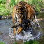 c_t_0605-standard.jpg