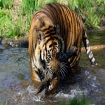 c_t_0609-standard.jpg