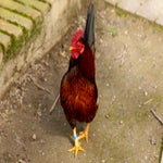 c_t_0649-standard.jpg