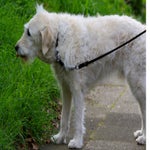 c_t_1715-standard.jpg