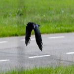 c_t_2686-standard.jpg