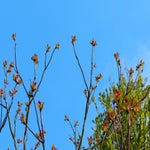 c_t_4384-standard.jpg
