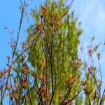 c_t_4385-standard.jpg