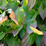 c_t_4506-standard.jpg