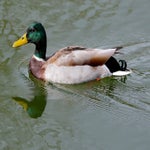 c_t_4522-standard.jpg