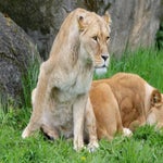 c_t_4666-standard.jpg