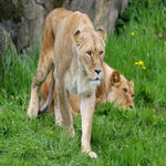 c_t_4668-standard.jpg