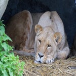 c_t_4755-standard.jpg