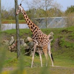 c_t_4925-standard.jpg
