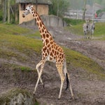 c_t_4954-standard.jpg