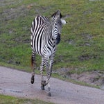c_t_4959-standard.jpg