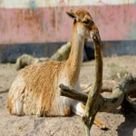 c_t_5137-standard.jpg
