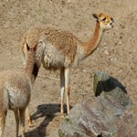 c_t_5140-standard.jpg