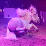 c_t_5323-standard.jpg