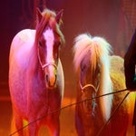 c_t_5384-kopie-standard.jpg
