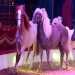 c_t_5727-standard.jpg