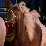 c_t_6339-standard.jpg