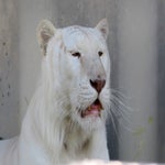 c_t_6695-standard.jpg