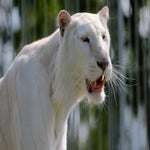 c_t_6708-standard.jpg