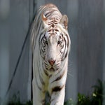 c_t_6763-standard.jpg