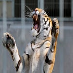 c_t_6826-standard.jpg