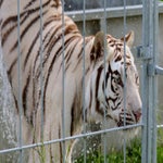 c_t_6895-standard-opuzib.jpg