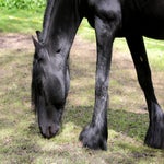 c_t_6902-standard.jpg