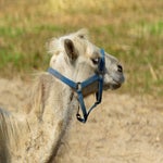 c_t_7122-standard.jpg
